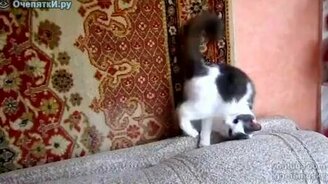 Кошачий взгляд под углом - смотреть видео (0:27)