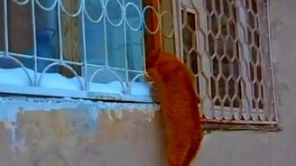 Кот-полазун - смотреть видео (0:41)