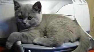 Котёнок на принтере - смотреть видео (0:28)