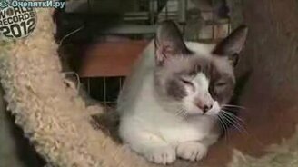 Коротконогий кот - смотреть видео (1:22)