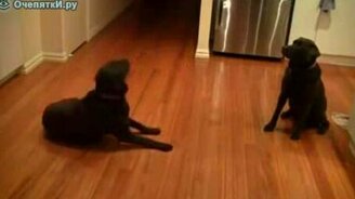 Пиу-пиу в собаку - смотреть видео (0:09)