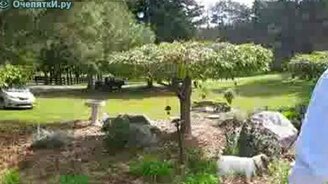 Шустрый пёсик - смотреть видео (0:54)