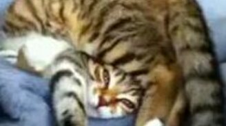 Неординарный котяра - смотреть видео (0:31)