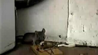 Счастливая мышка - смотреть видео (0:31)