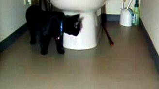 Игра вокруг унитаза - смотреть видео (0:52)