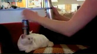 Выдержанный циркач - смотреть видео (0:33)