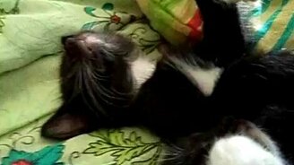 Спящая команда - смотреть видео (0:34)