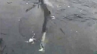 Касатка общается - смотреть видео (1:15)