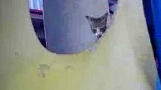 Котёнок на горке - смотреть видео (0:19)