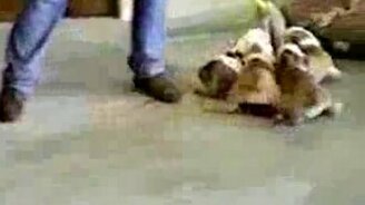 Борьба с метлой - смотреть видео (0:24)