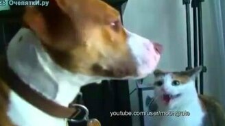 Шлепки по морде - смотреть видео (0:32)