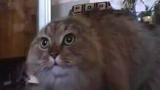 Кошка учится мяукать - смотреть видео (1:54)