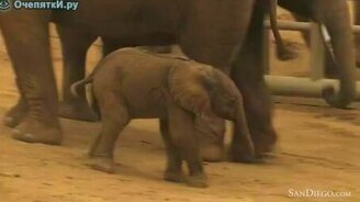 Новорожденный слонёнок - смотреть видео (1:35)