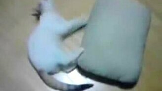 Кошка и подушка - смотреть видео (0:53)