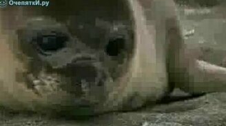 Дружба с тюленями - смотреть видео (2:01)