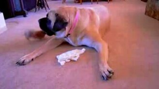 Щенок борется с гигантом - смотреть видео (0:39)