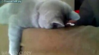 Спит глазами вниз - смотреть видео (0:32)