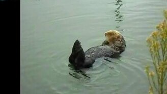 Выдра расслабляется - смотреть видео (1:50)