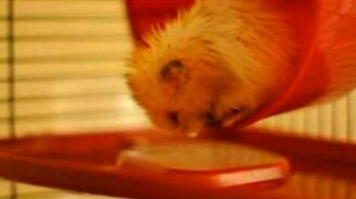 Совсем уснул - смотреть видео (0:05)