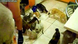 Тихий кошачий ужас - смотреть видео (0:41)