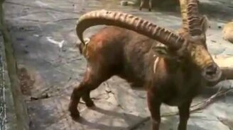 Зачем козлу рога? - смотреть видео (0:42)