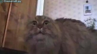 Ремикс на кота в шоке - смотреть видео (0:28)