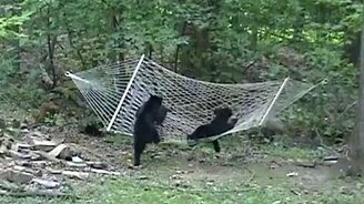 Медвежата и гамак - смотреть видео (0:29)