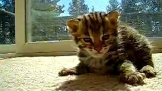 Котёнок - моторчик - смотреть видео (0:41)