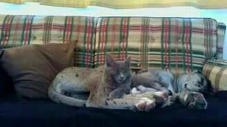 Наглый котяра - смотреть видео (4:08)