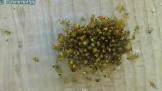 Гнездо паучат - смотреть видео (1:58)