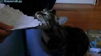 Живой уничтожитель бумаги - смотреть видео (1:23)