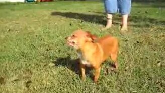 Чихуа-хуа чихуает - смотреть видео (0:15)