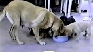 Вам такое вредно! - смотреть видео (0:46)