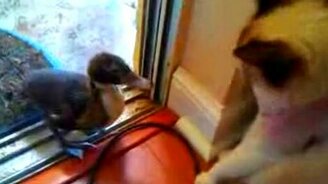 Утёнок атакует - смотреть видео (1:01)