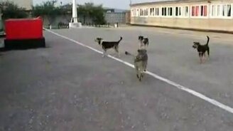 Псы - патриоты - смотреть видео (0:57)