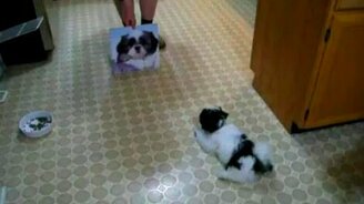 Лает на соперника - смотреть видео (1:05)