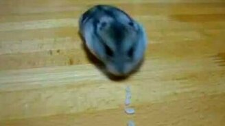 Хомячок-пылесос - смотреть видео (1:05)