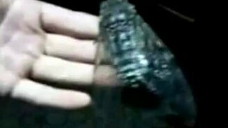 Муха-гигант - смотреть видео (0:59)