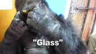 Крутая горилла - смотреть видео (0:28)