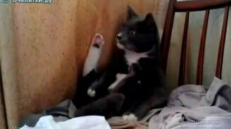 Домашний лапоблуд - смотреть видео (1:06)