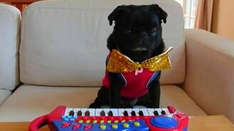 Музыкальный мопсик - смотреть видео (0:58)