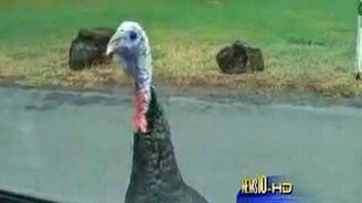 Индюк нападает на женщину - смотреть видео (2:34)