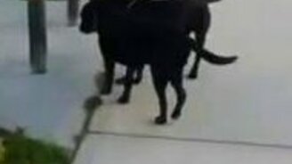 Помогает своему слепому другу - смотреть видео (0:31)