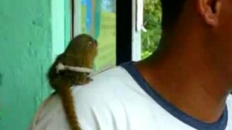 Карманная обезьянка - смотреть видео (0:14)