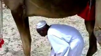 Прошёл под верблюдом - смотреть видео (0:31)