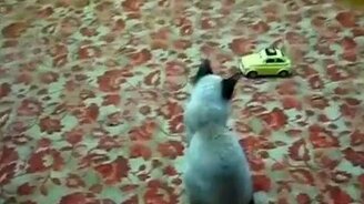 Кошачий испуг - смотреть видео (0:09)