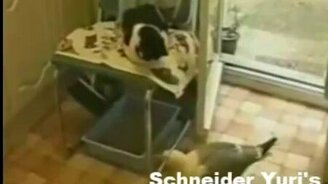 Забавные голодные животные - смотреть видео (2:06)