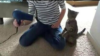 Кот против фена - смотреть видео (0:38)