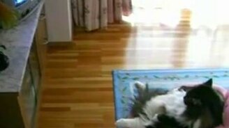 Кот в кресле перед телеком - смотреть видео (0:51)