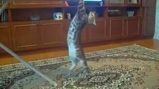 Котяра-гимнаст - смотреть видео (0:17)